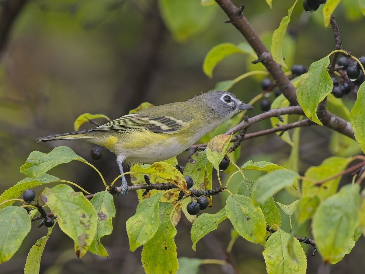 Blue-headed Vireo - ML644596279
