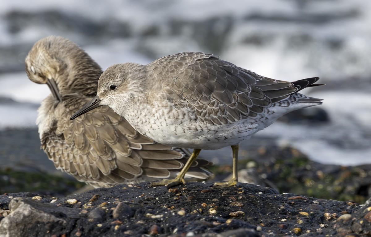 Шармаг элсэг - ML644596283