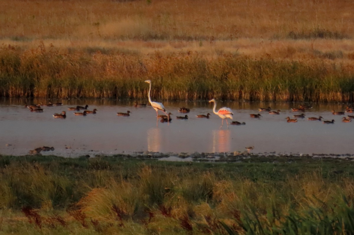 Greater Flamingo - ML644596284