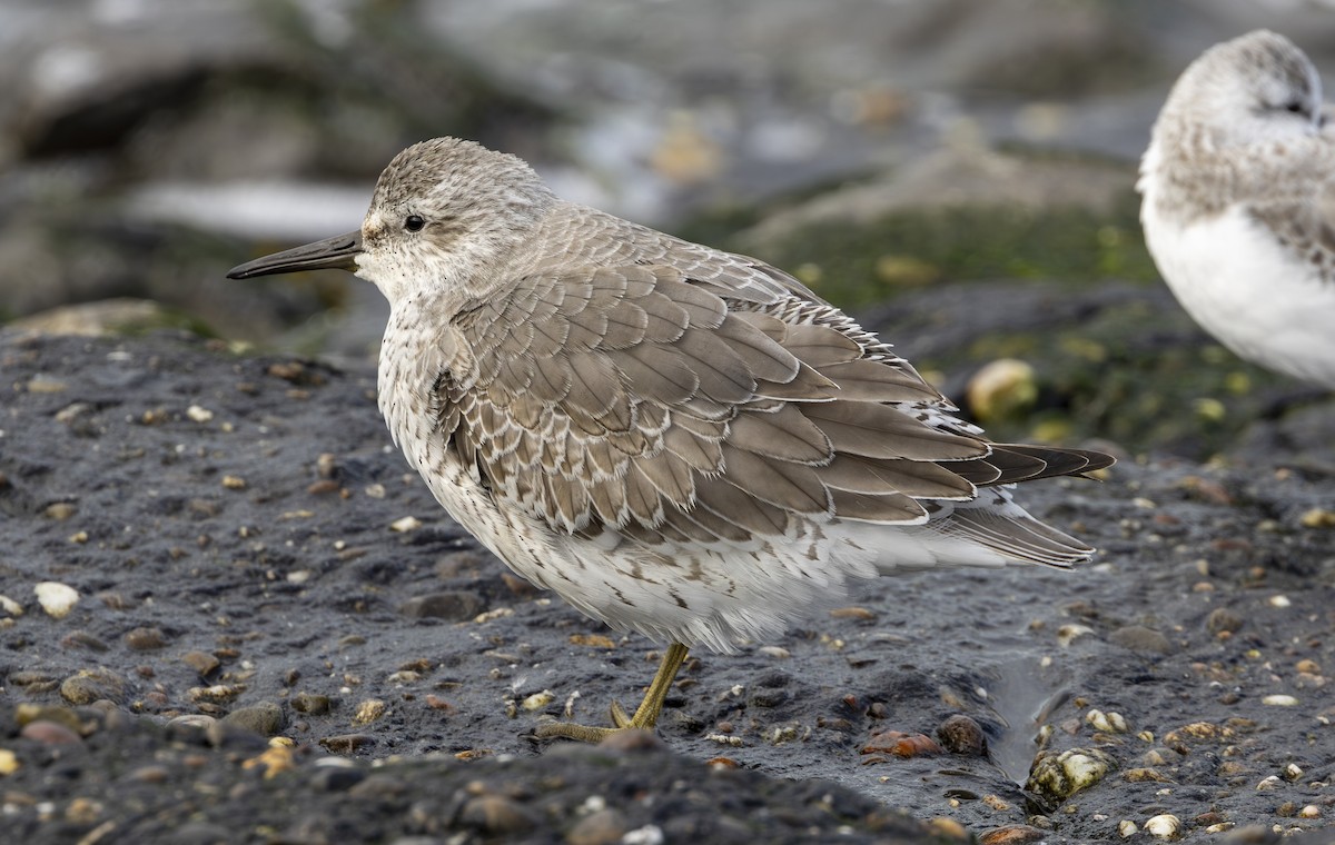 Шармаг элсэг - ML644596285