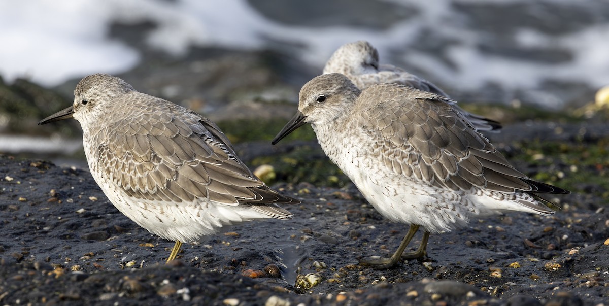 Шармаг элсэг - ML644596286