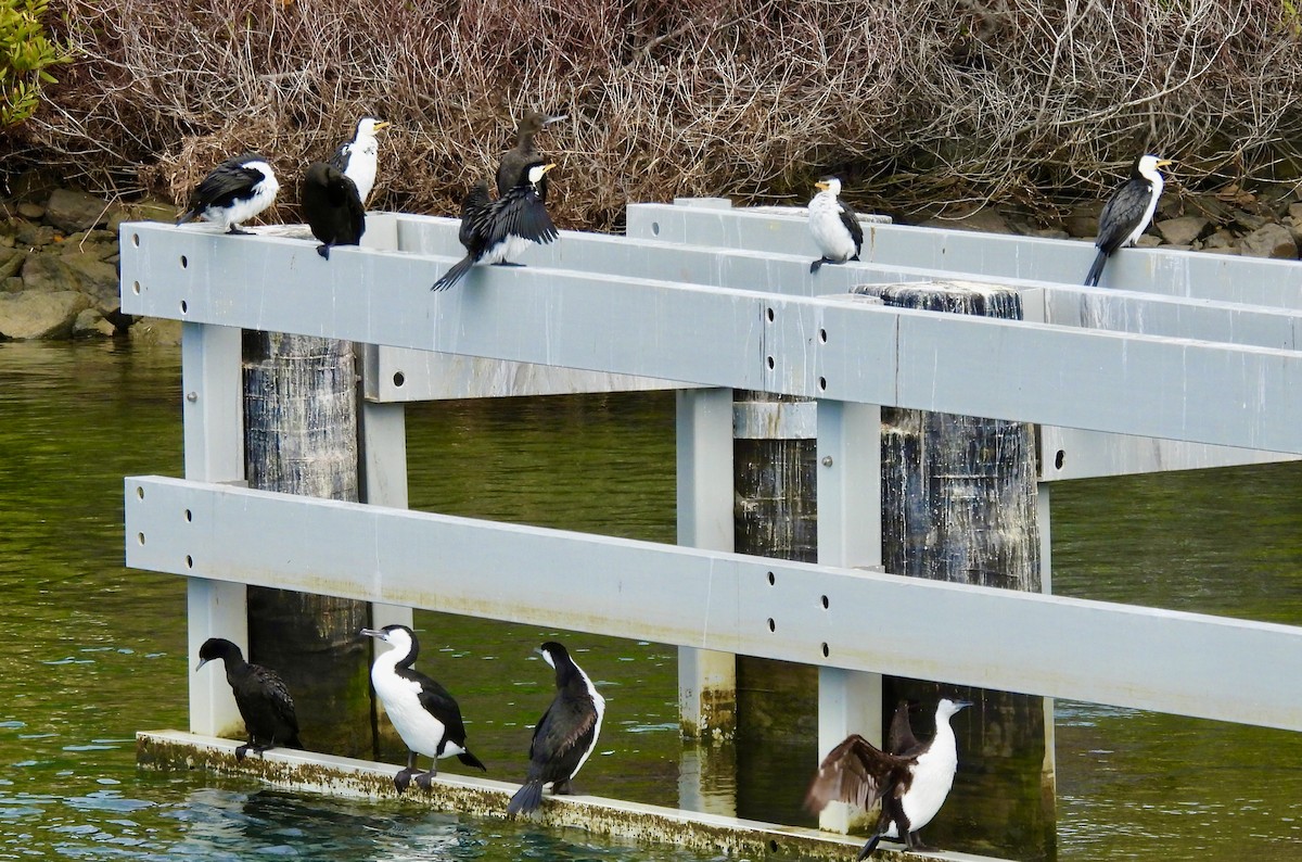 Little Black Cormorant - ML644596288