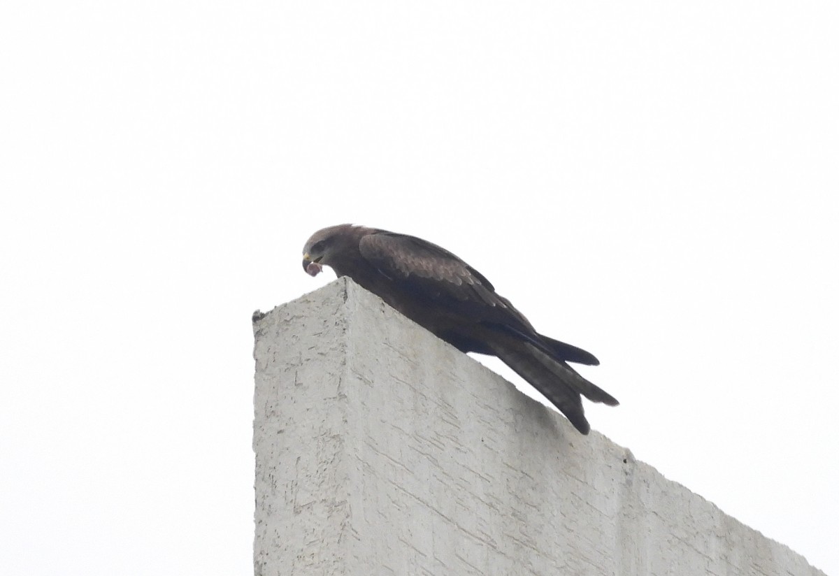 Kara Çaylak - ML644596295