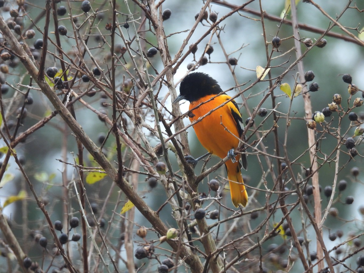 lundtrupial - ML644596297