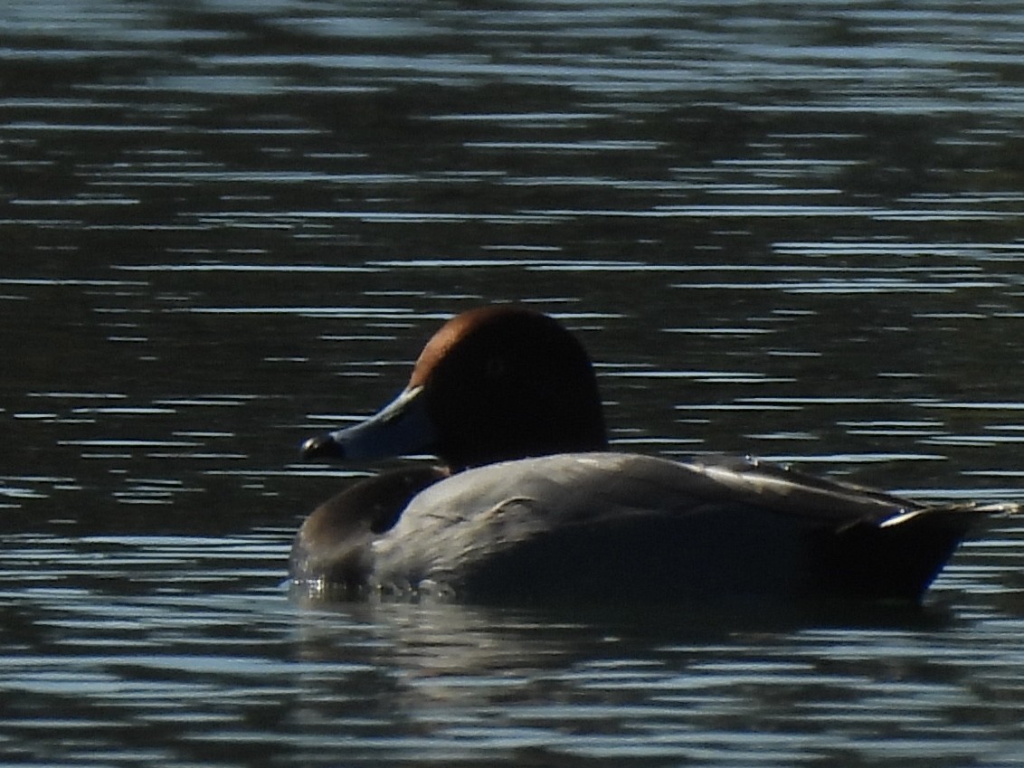 Redhead - ML644596301