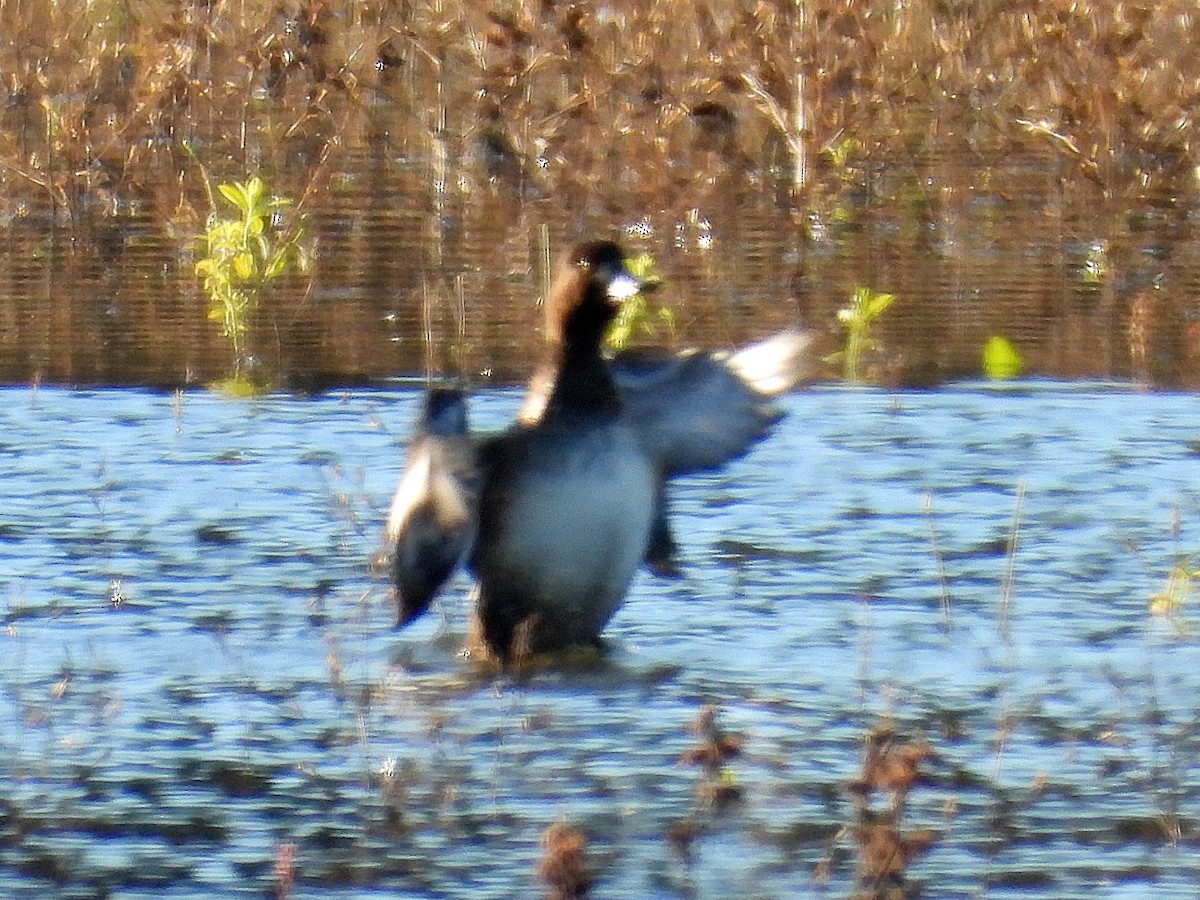 Redhead - ML644596302
