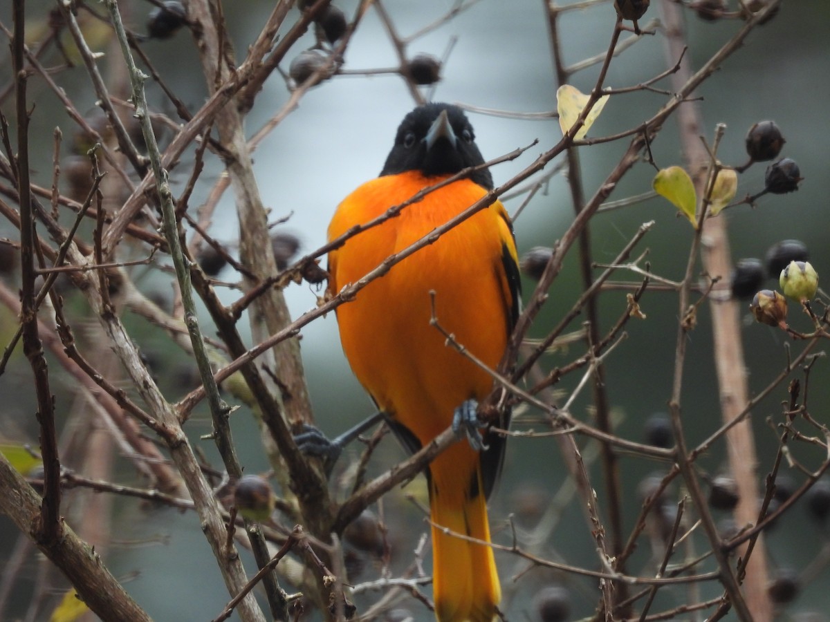 lundtrupial - ML644596309