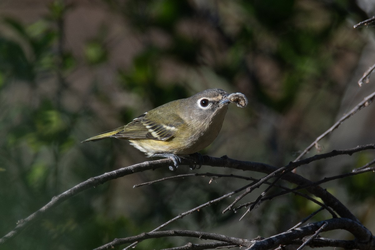 Blue-headed Vireo - ML644596312