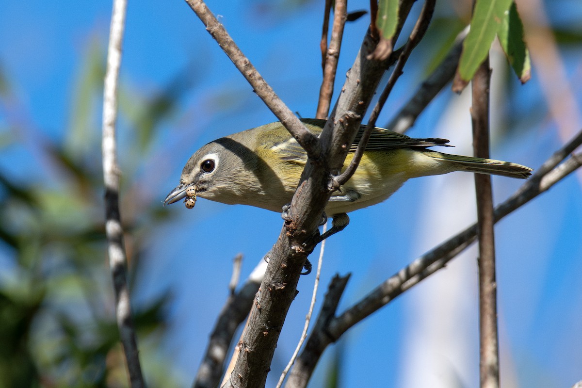 Blue-headed Vireo - ML644596313