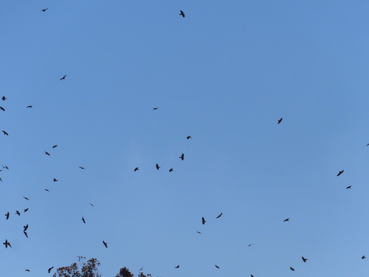 ウオガラス - ML644596325