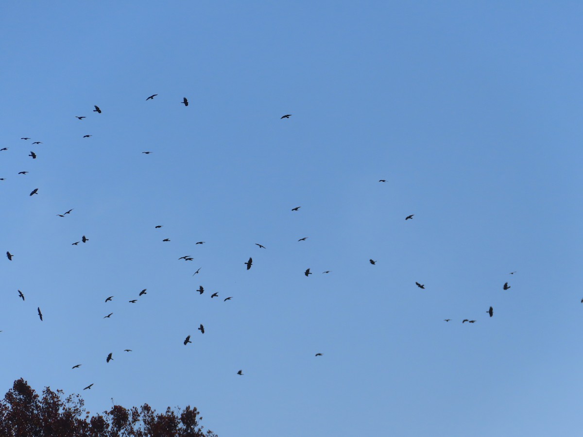 ウオガラス - ML644596326