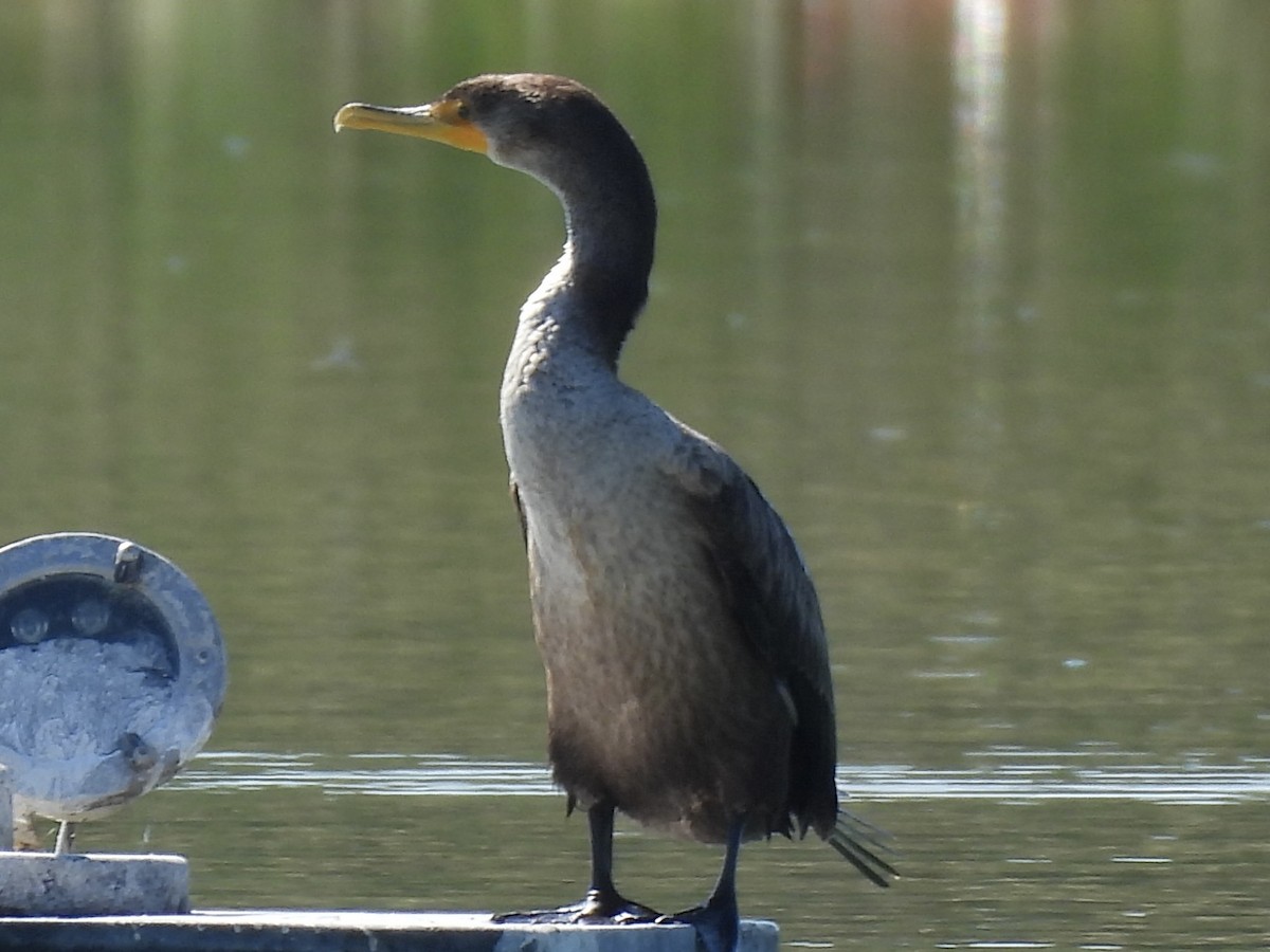 totoppskarv - ML644596349