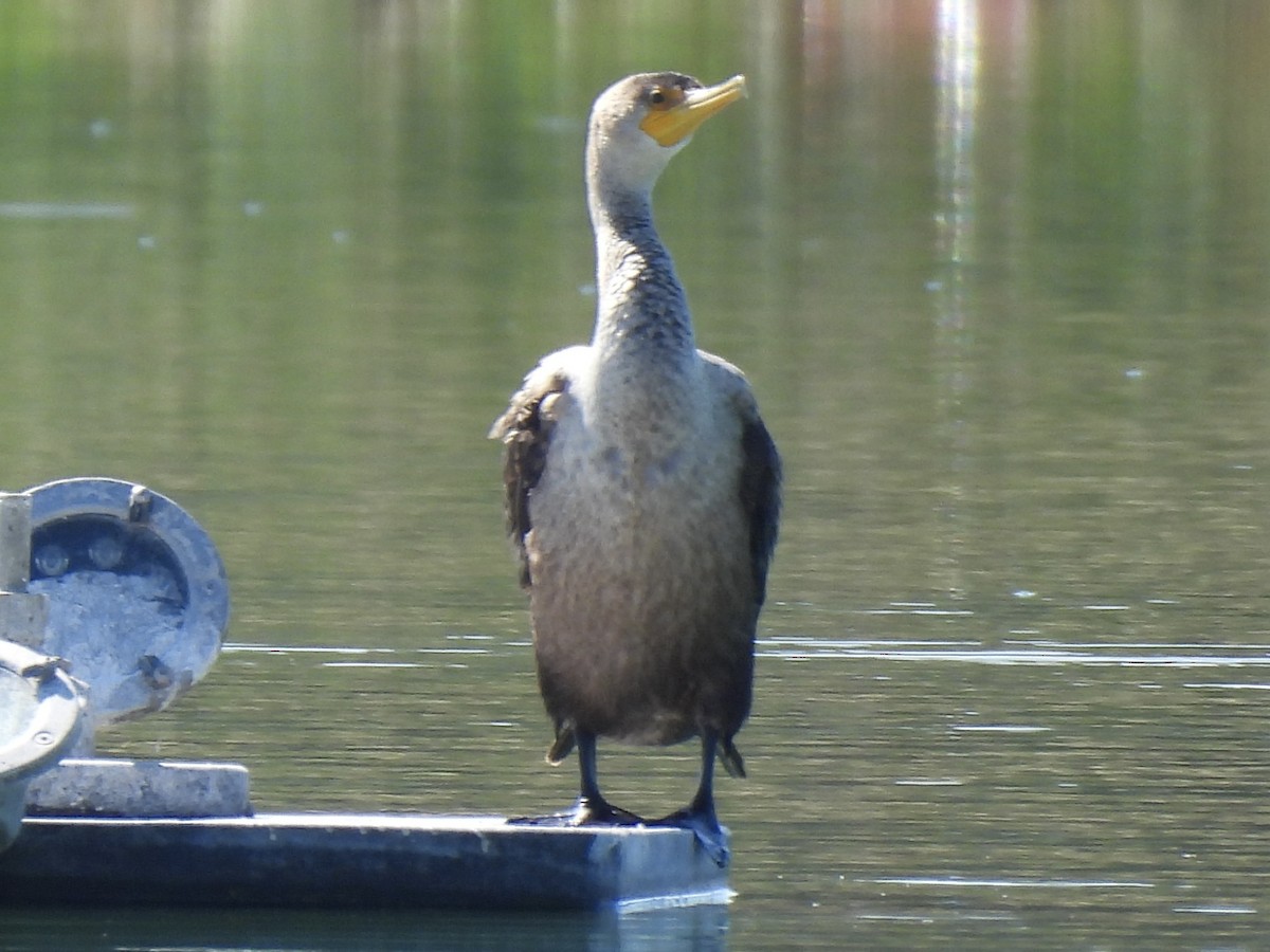 totoppskarv - ML644596350