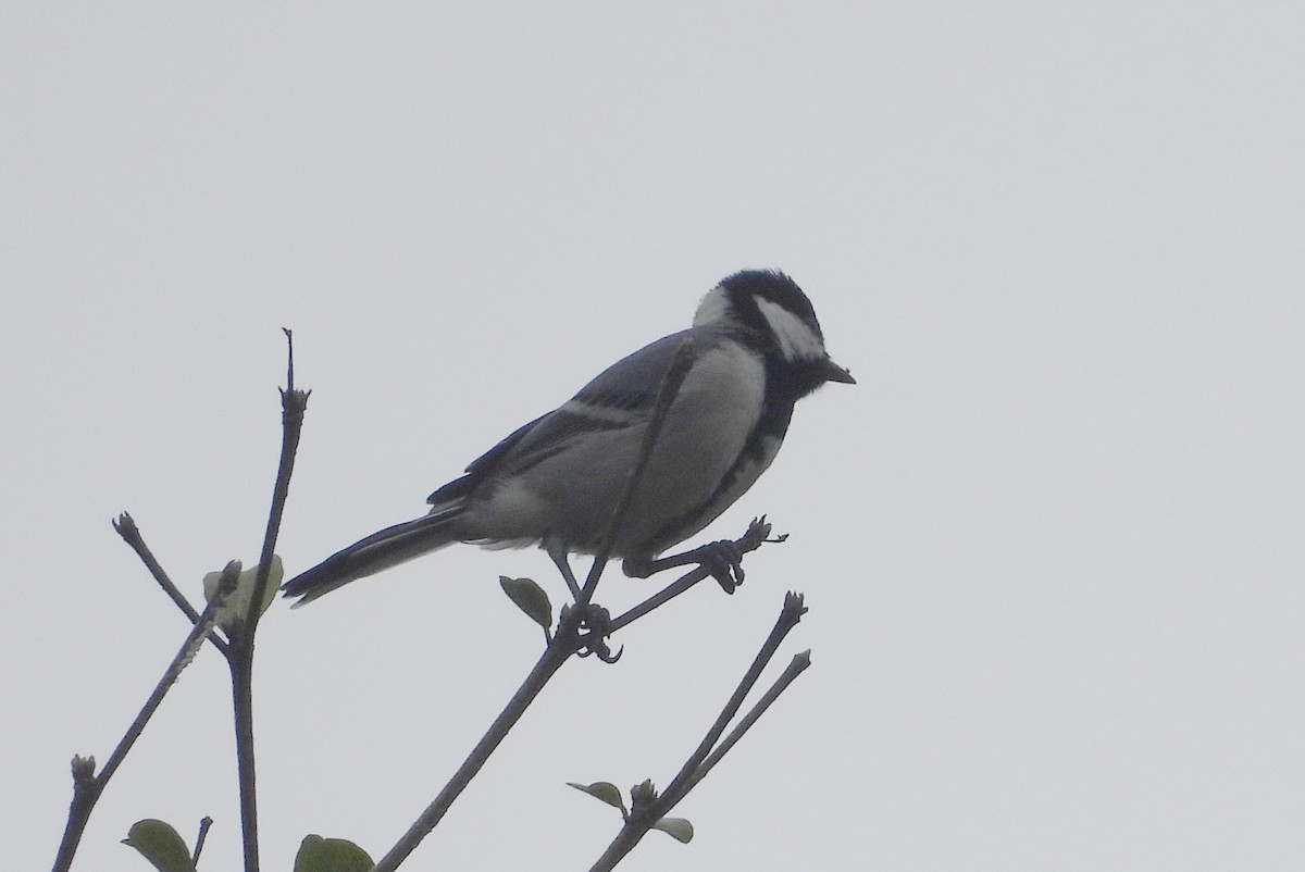 Akça Büyük Baştankara - ML644596351