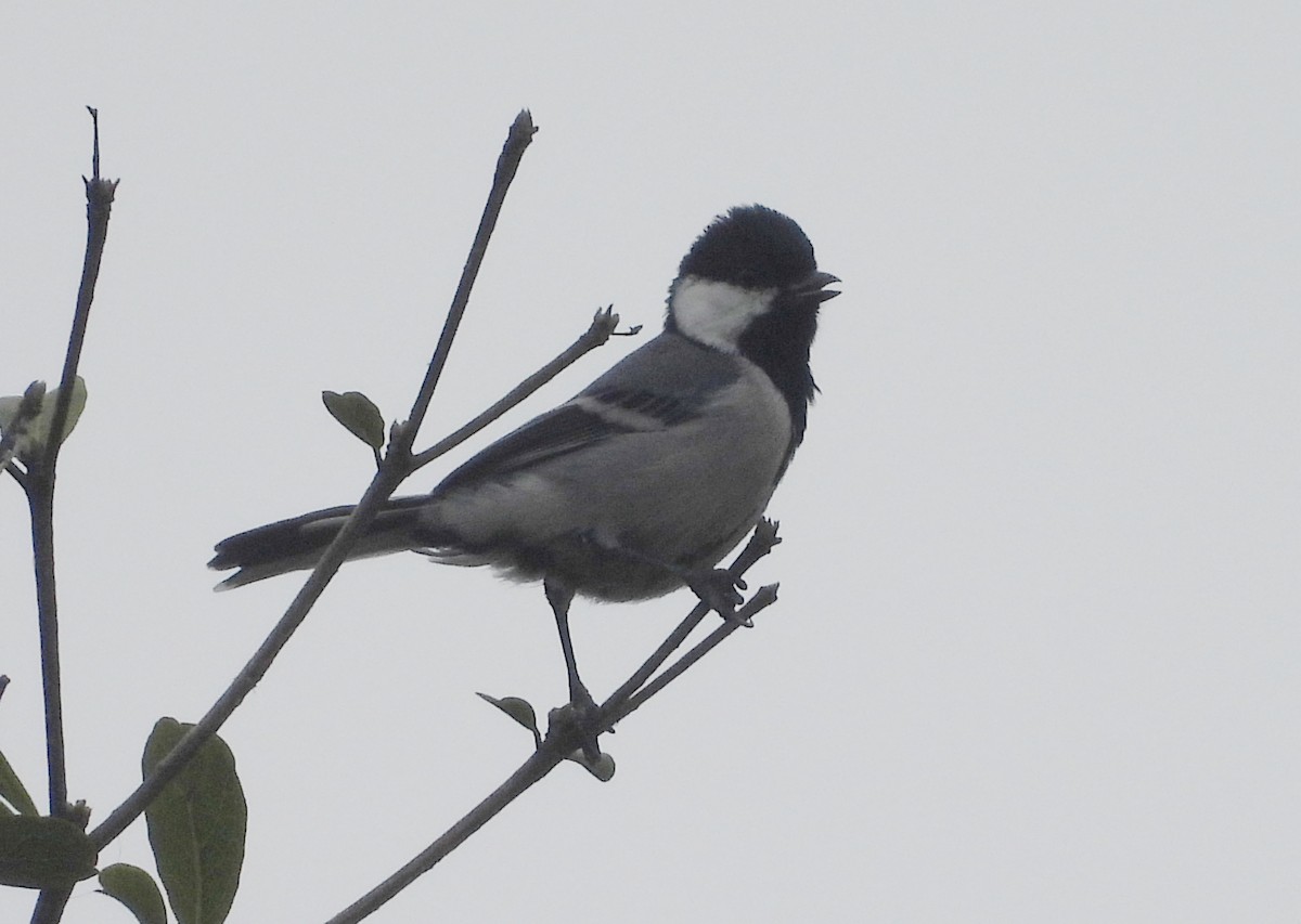 Akça Büyük Baştankara - ML644596352