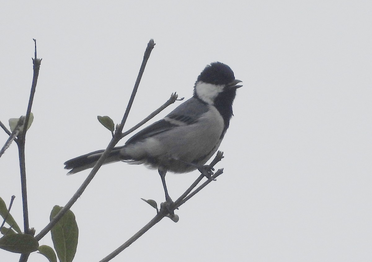 Akça Büyük Baştankara - ML644596353