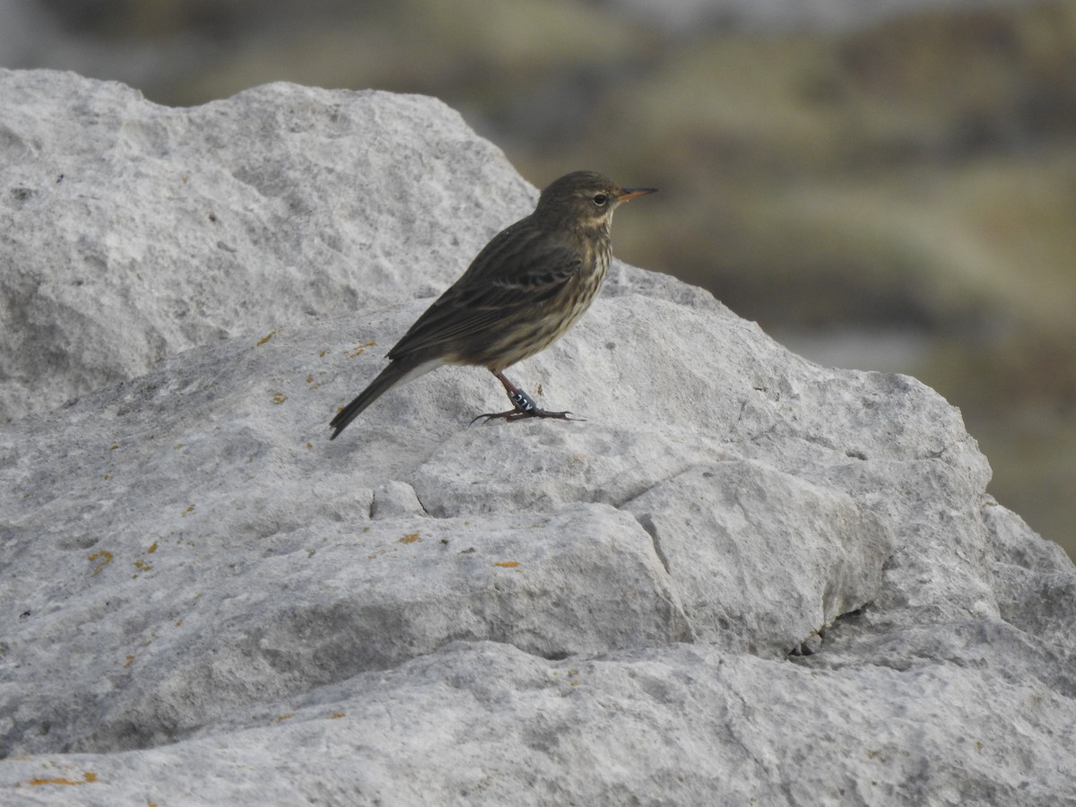 Rock Pipit - ML644596394