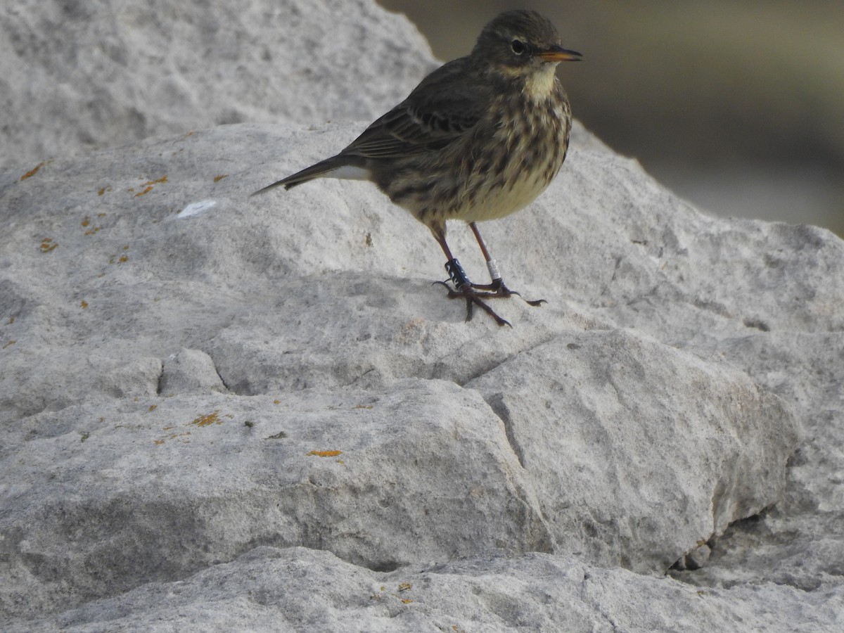 Rock Pipit - ML644596399