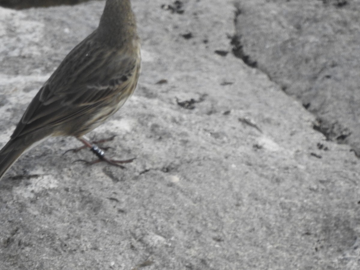 Rock Pipit - ML644596400