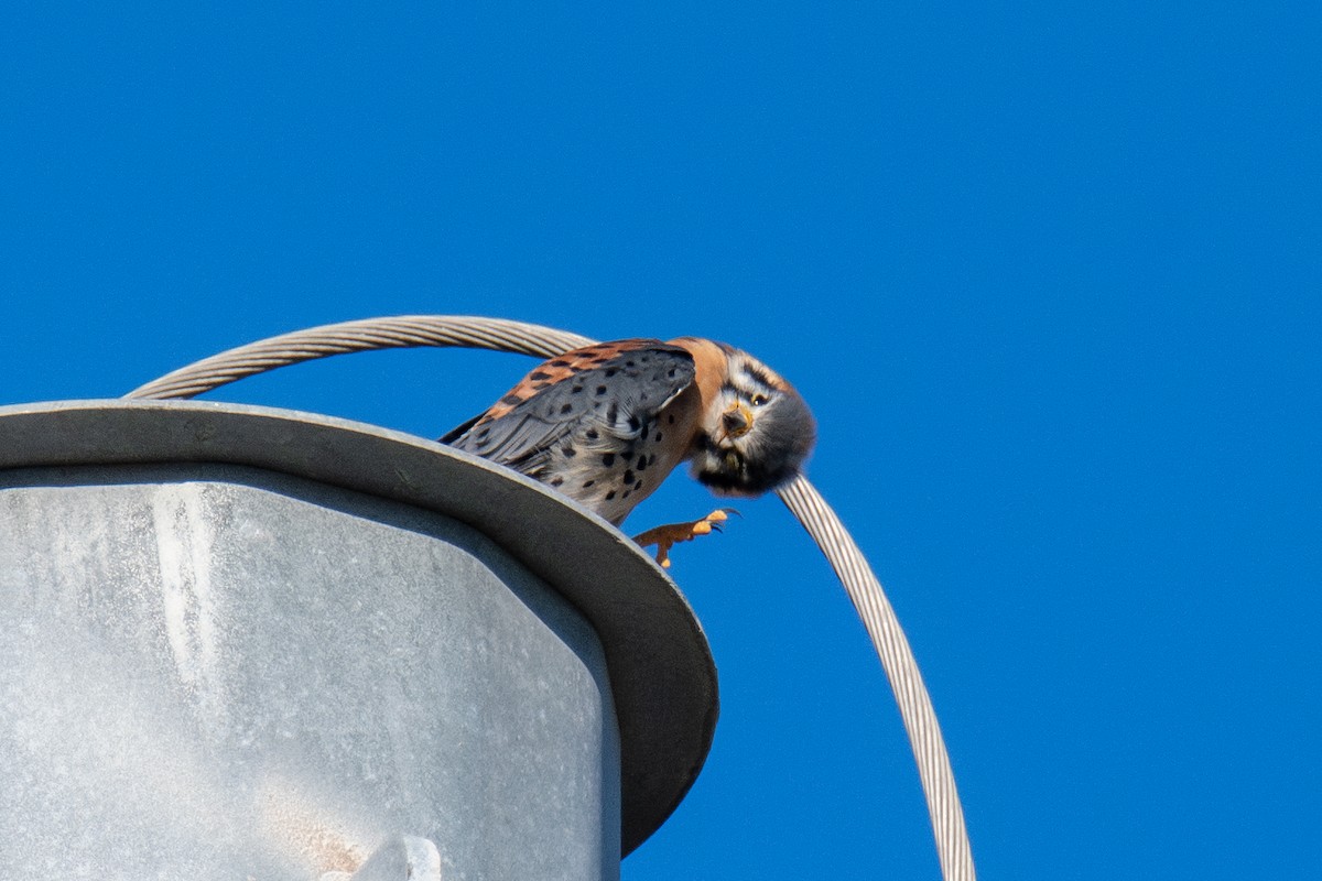 American Kestrel - ML644596401