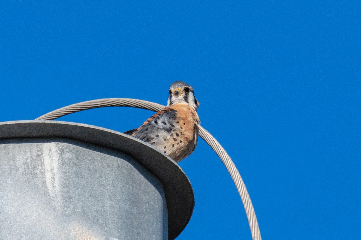 American Kestrel - ML644596402
