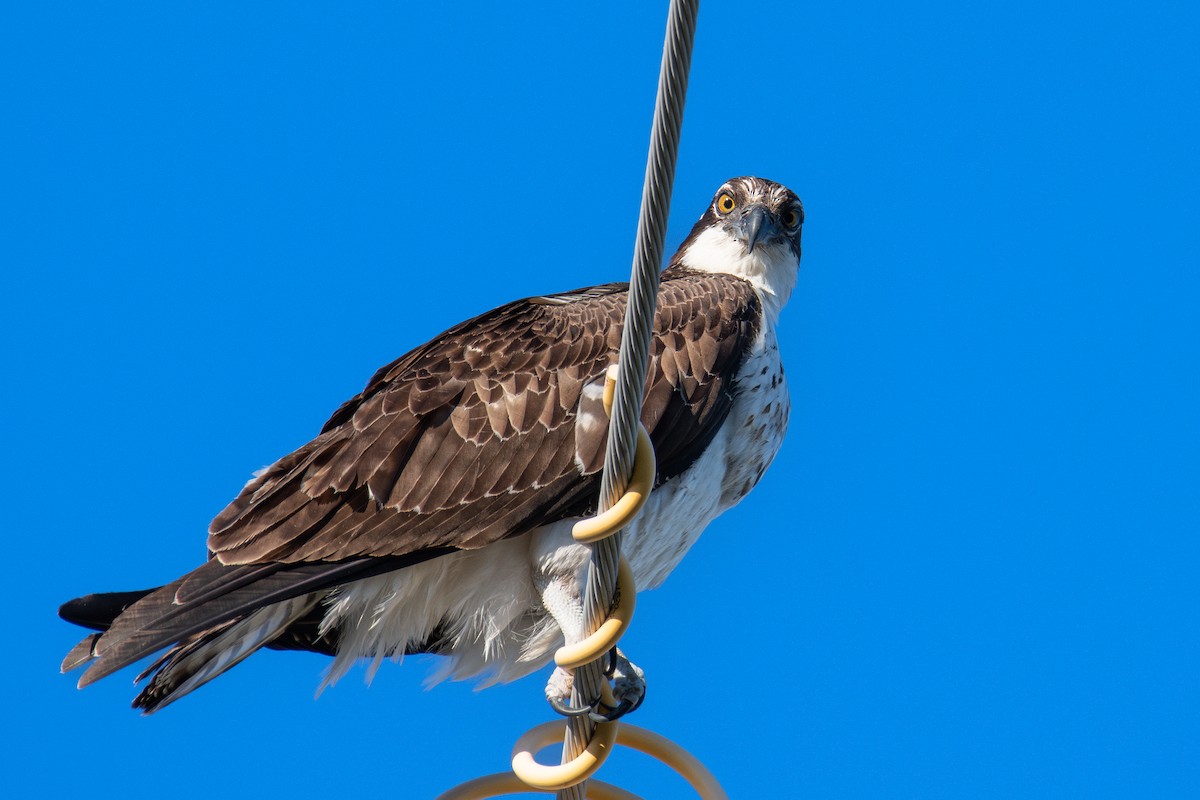 Osprey - ML644596406