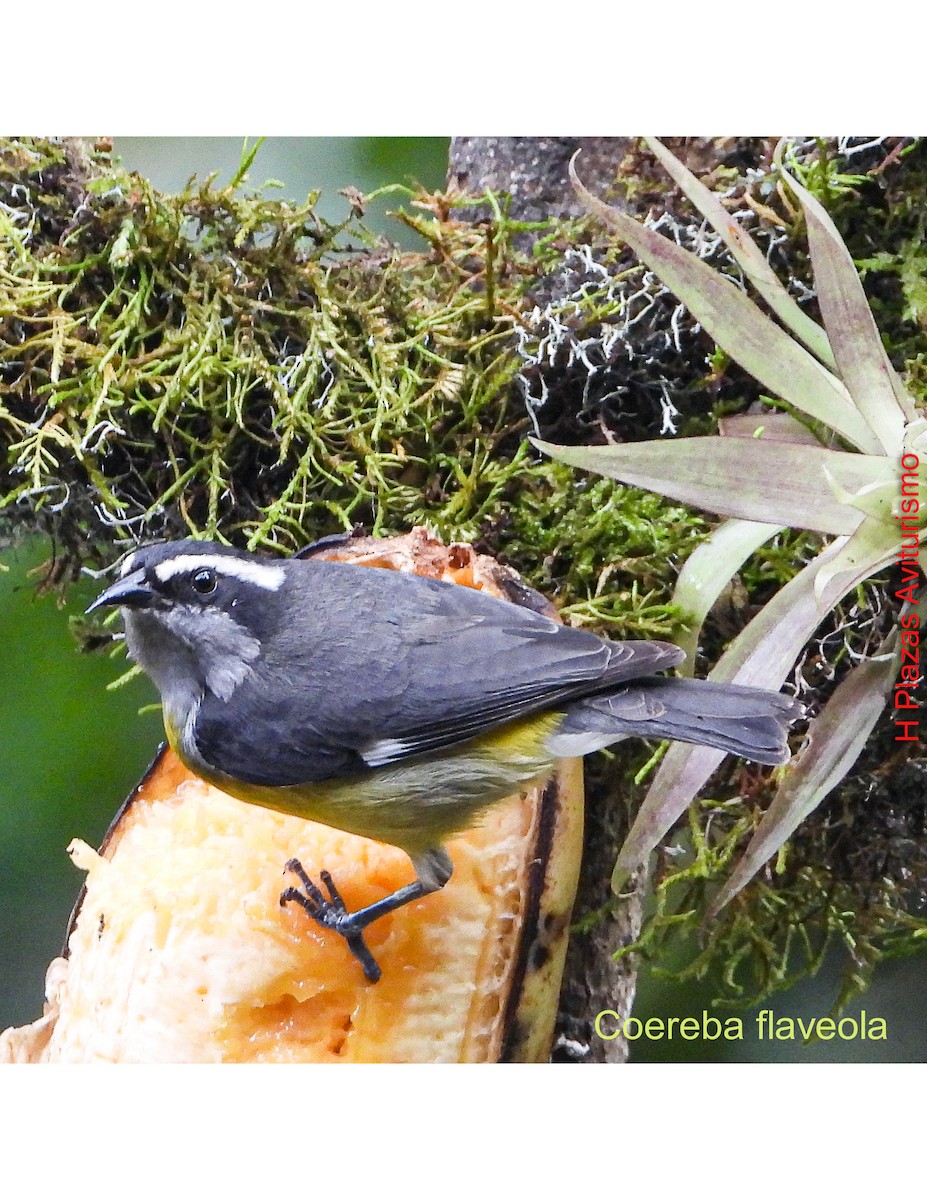 Sucrier à ventre jaune - ML644596410