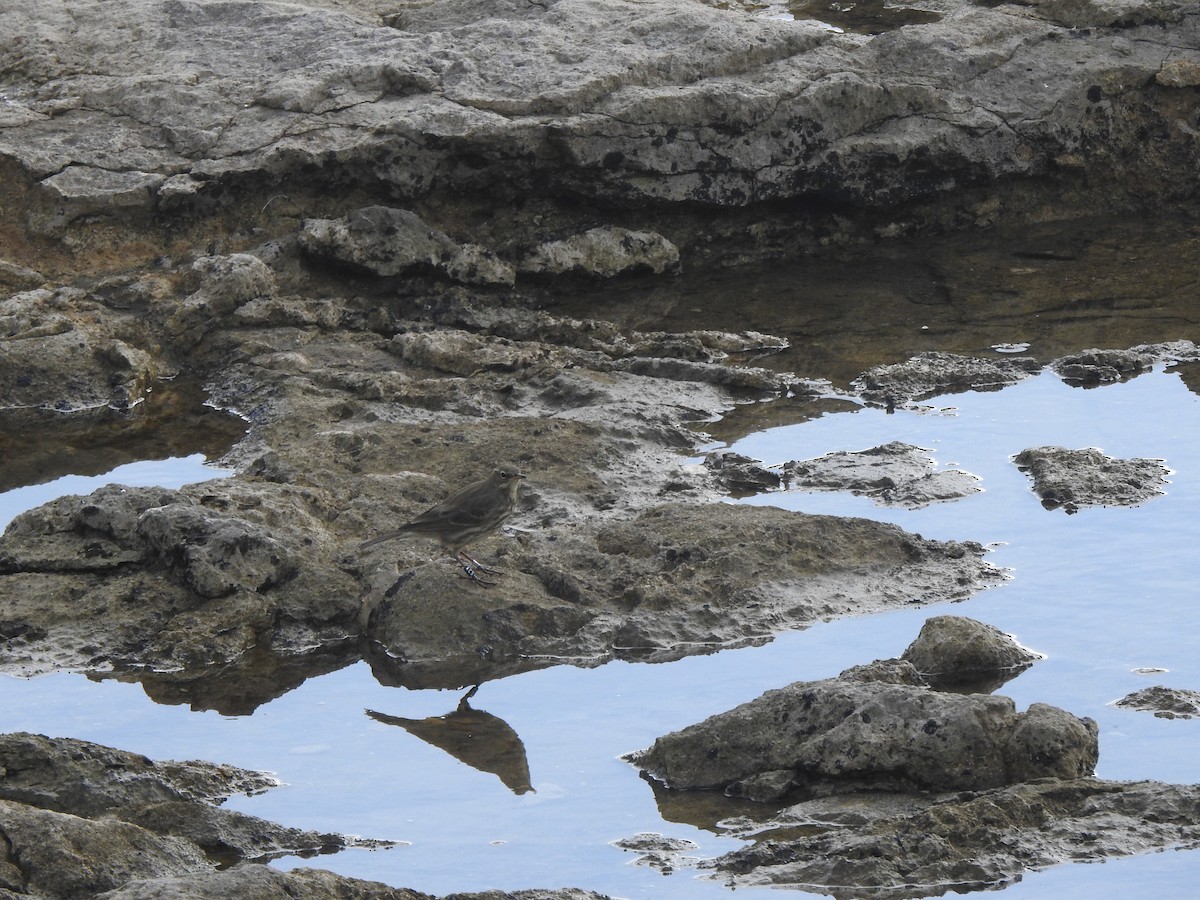 Rock Pipit - ML644596412