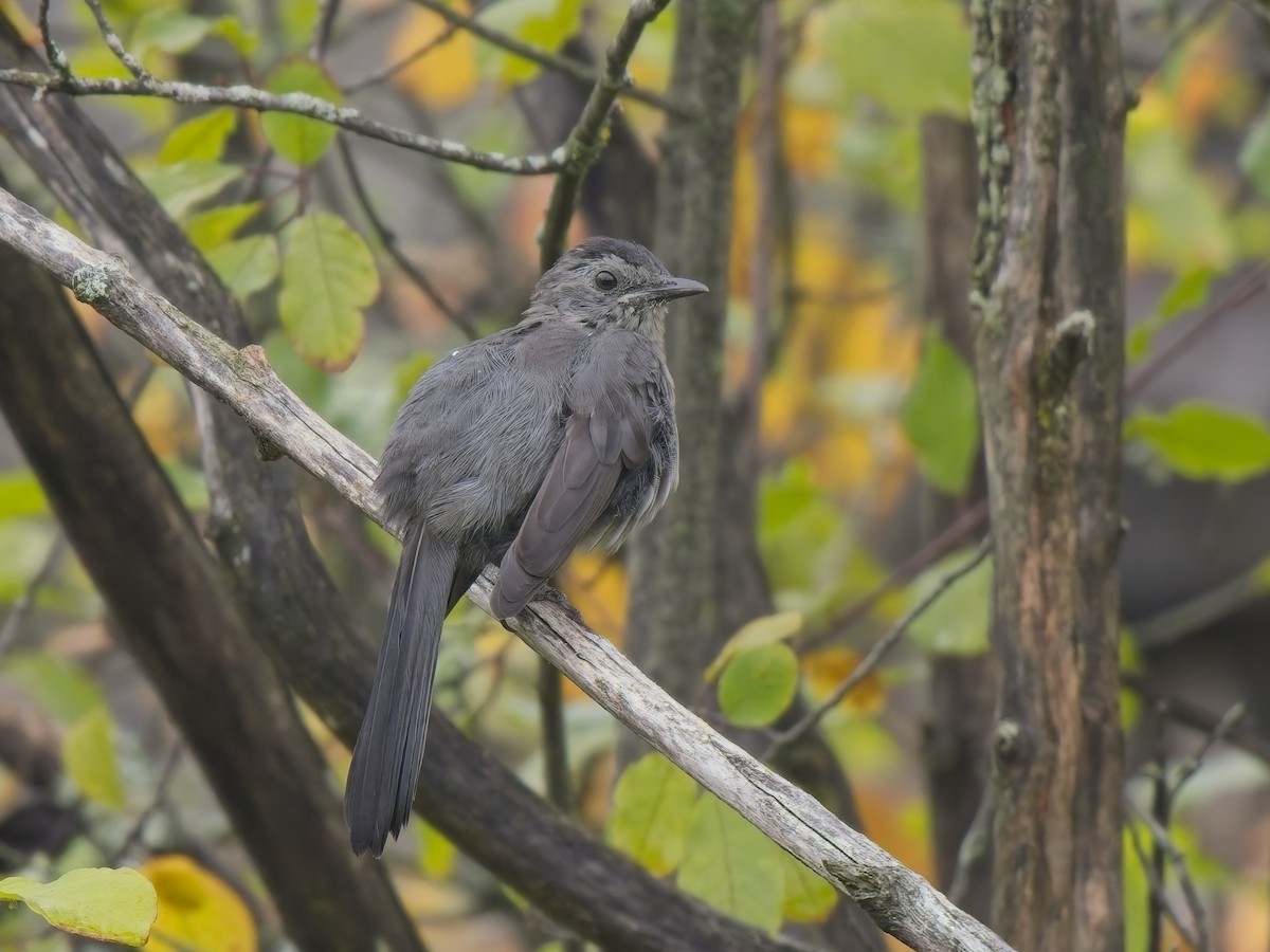 Gray Catbird - ML644596413