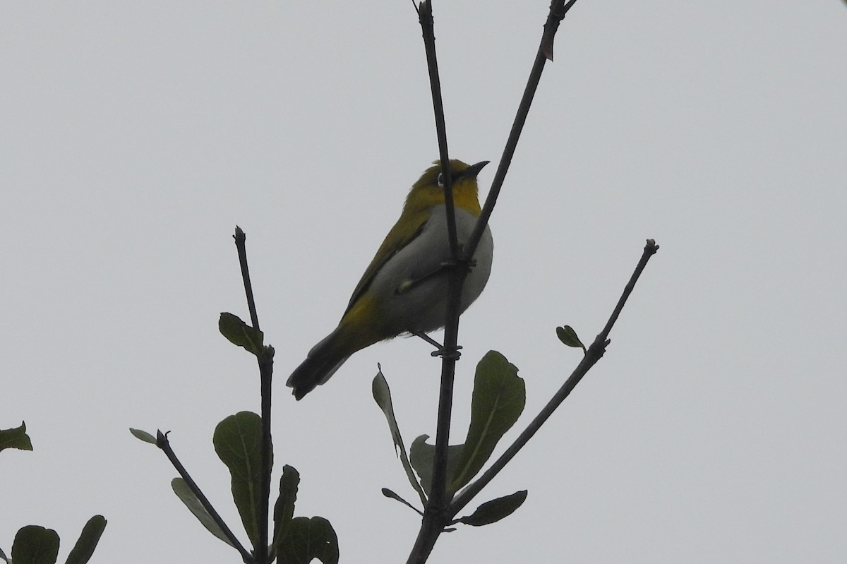 Bengal Gözlükçüsü - ML644596414