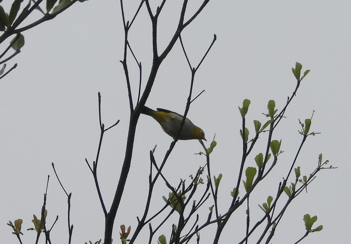 Bengal Gözlükçüsü - ML644596415