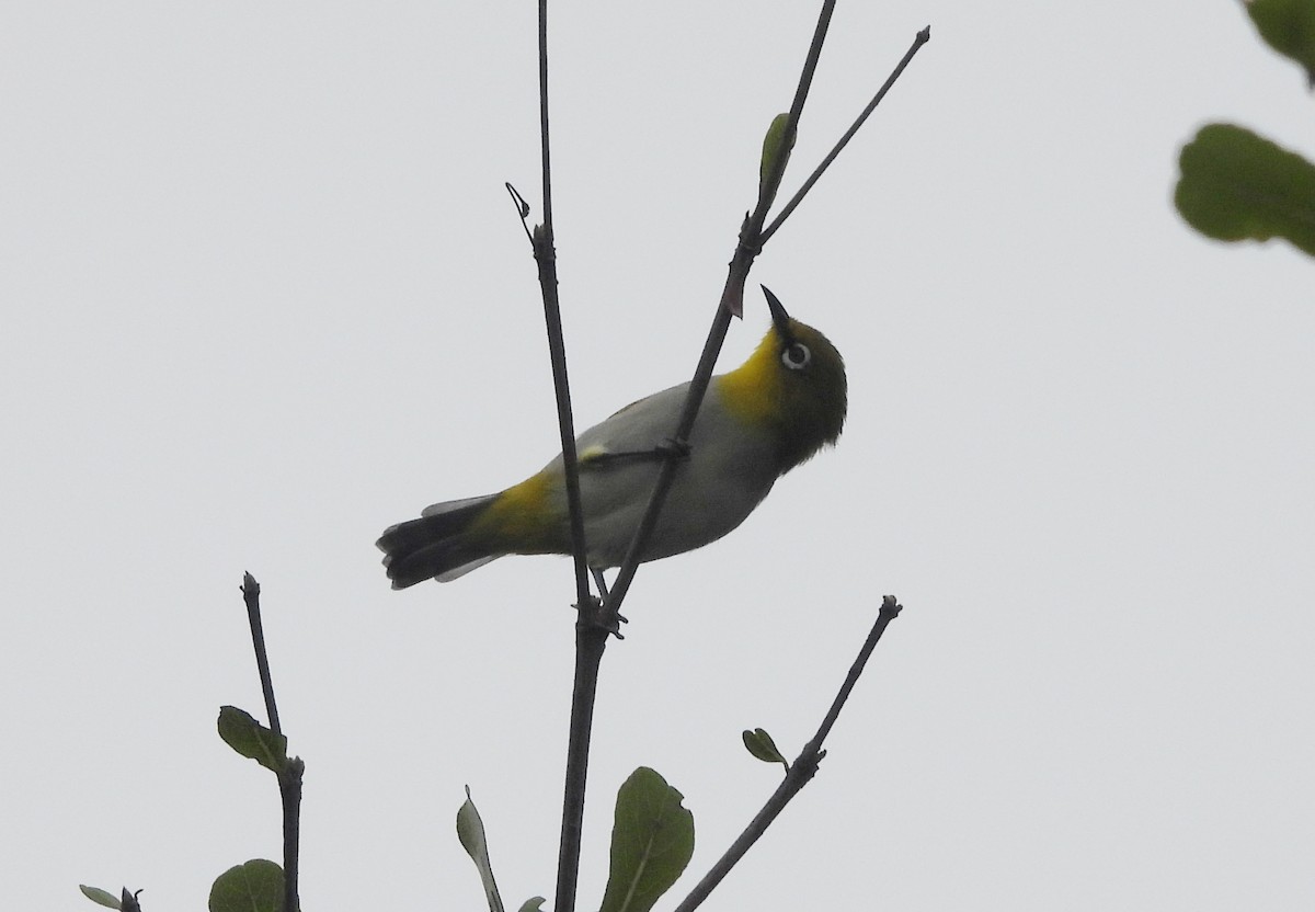 Bengal Gözlükçüsü - ML644596416