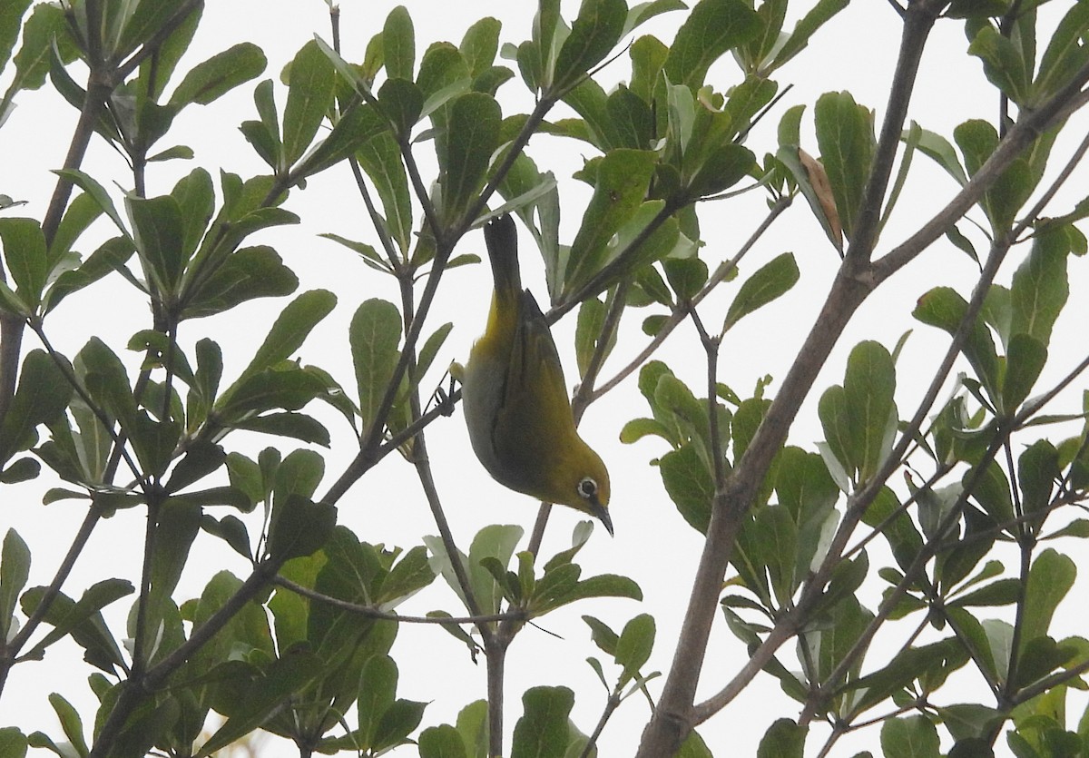 Bengal Gözlükçüsü - ML644596417