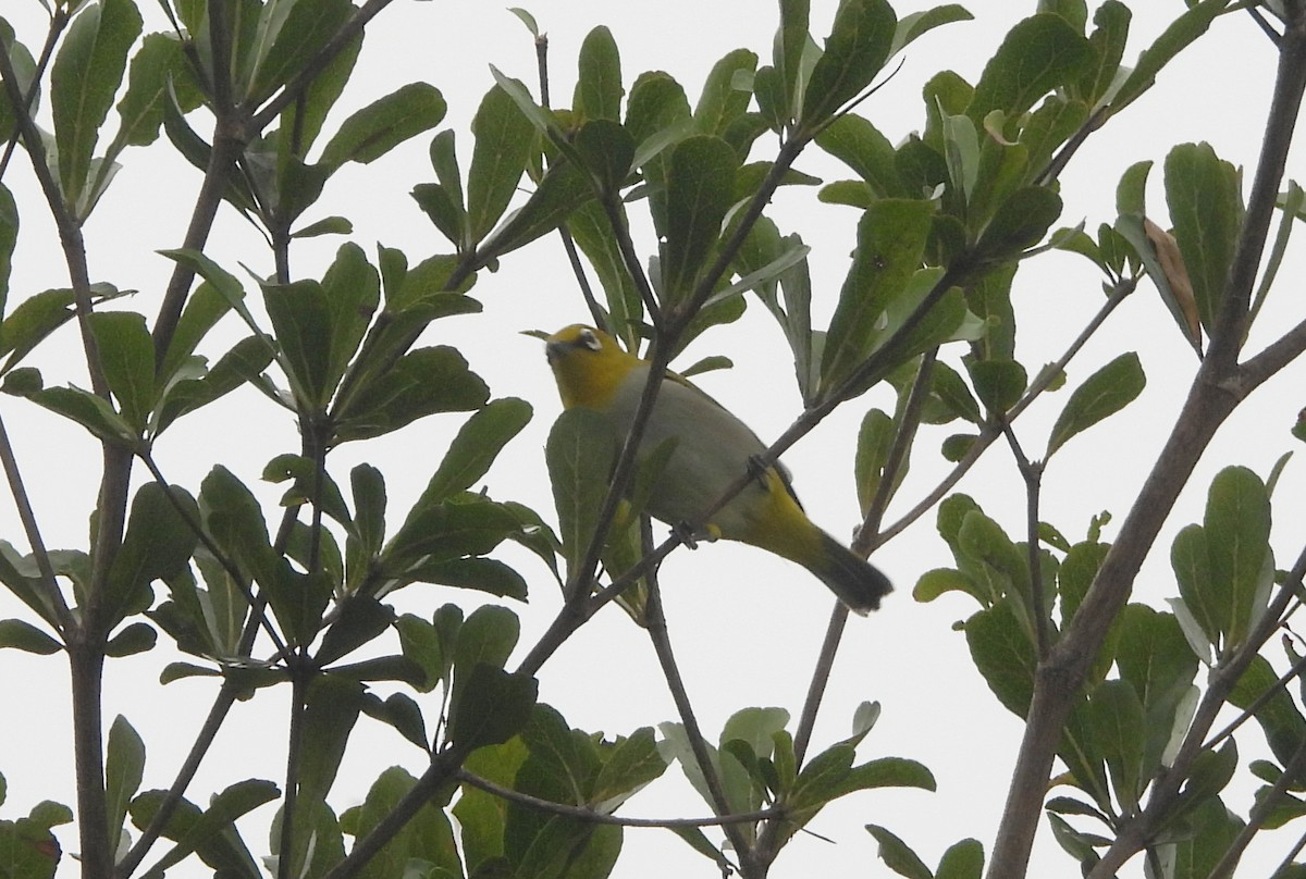 Bengal Gözlükçüsü - ML644596418