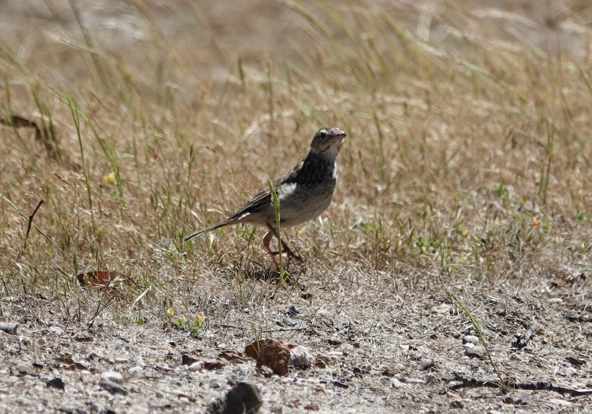 Australian Pipit - ML644596421