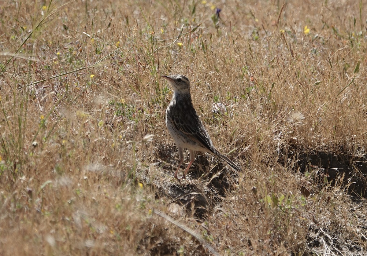 Australian Pipit - ML644596422