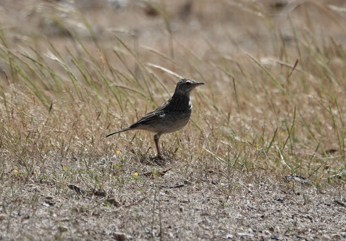 Australian Pipit - ML644596423