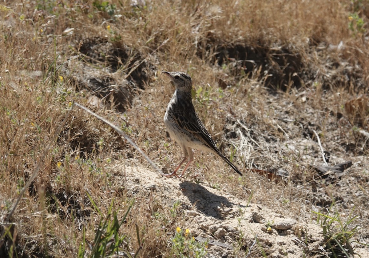 Australian Pipit - ML644596424