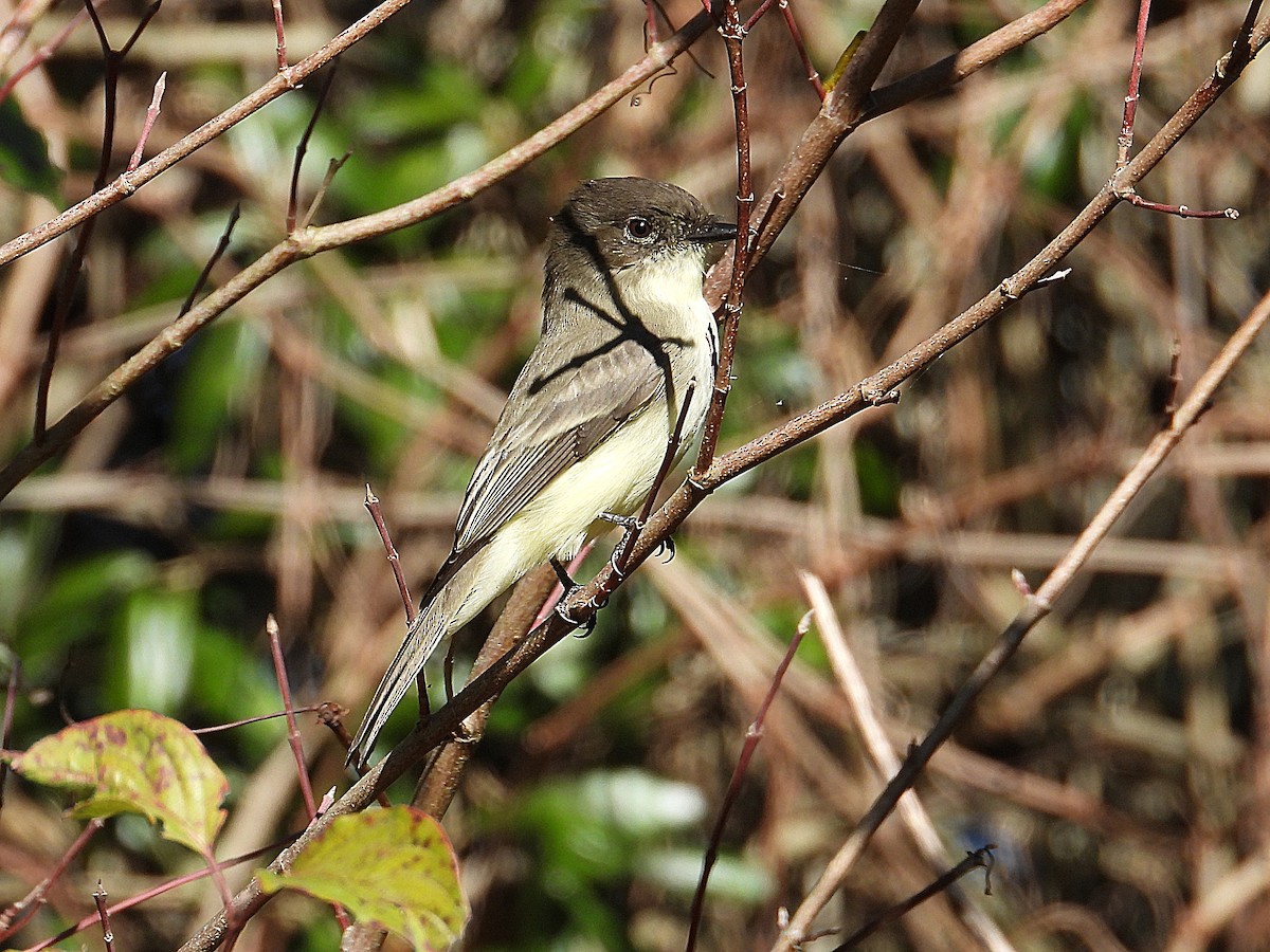 Eastern Phoebe - ML644596426