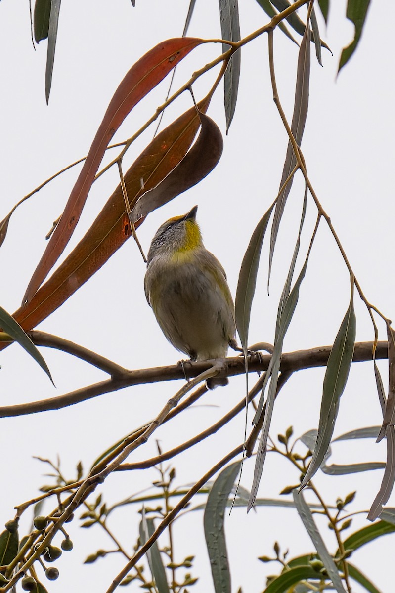 Striated Pardalote - ML644596427
