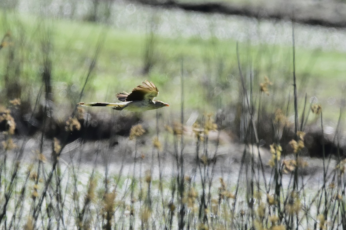 Guira Guguğu - ML644596431