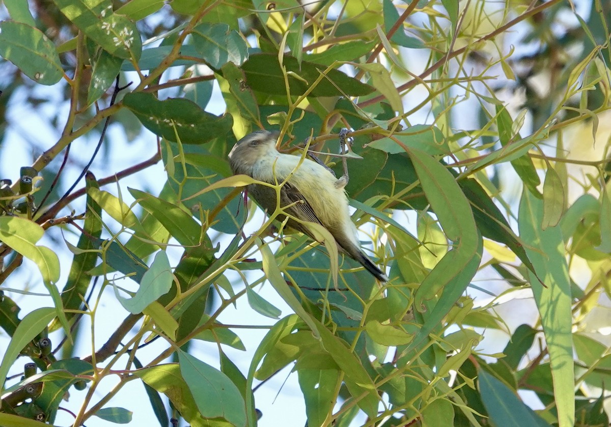 stumpnebb - ML644596435