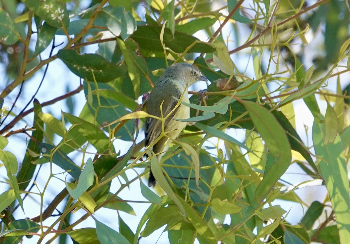 stumpnebb - ML644596437