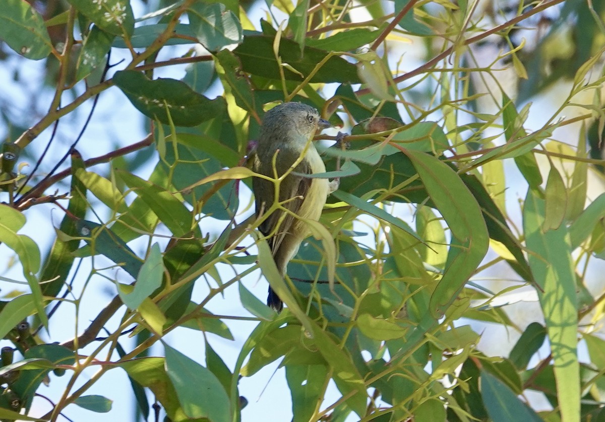 stumpnebb - ML644596438