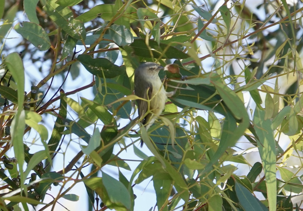 stumpnebb - ML644596439