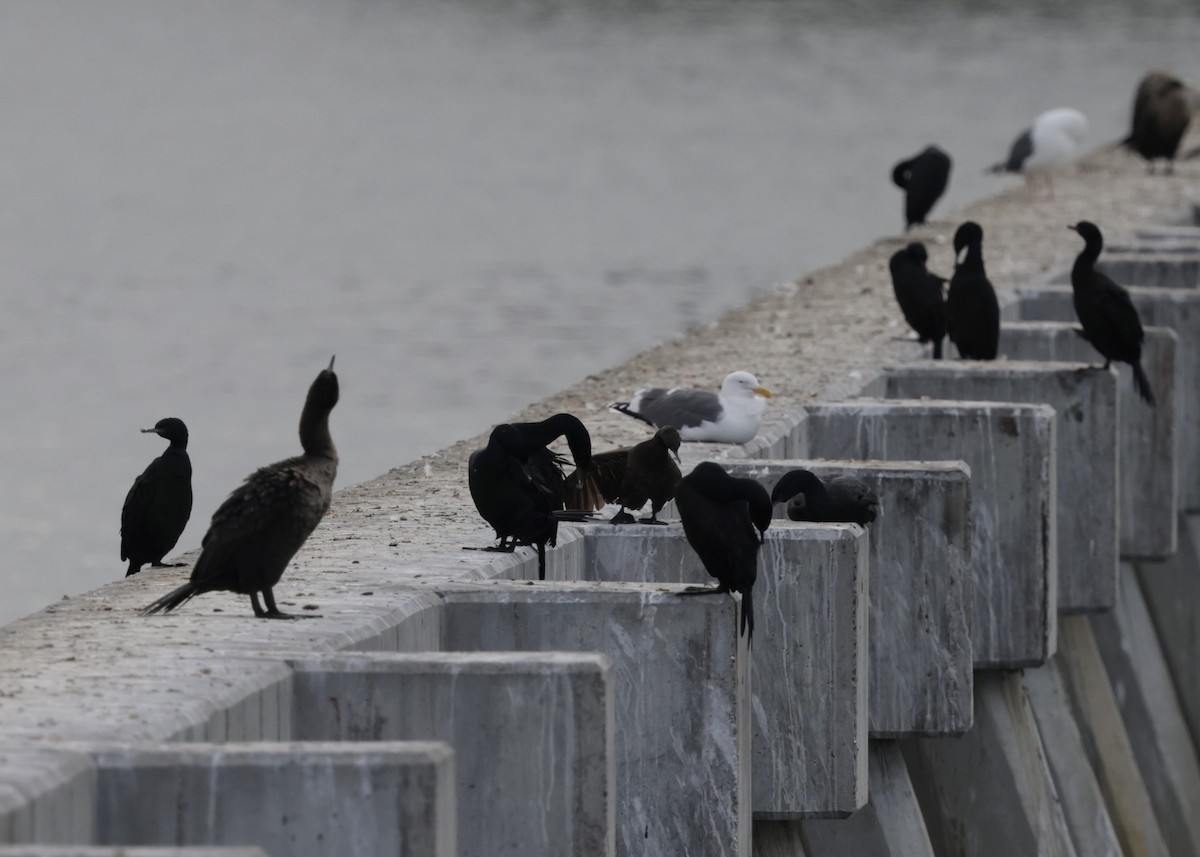 kormorán tichomořský - ML644596442