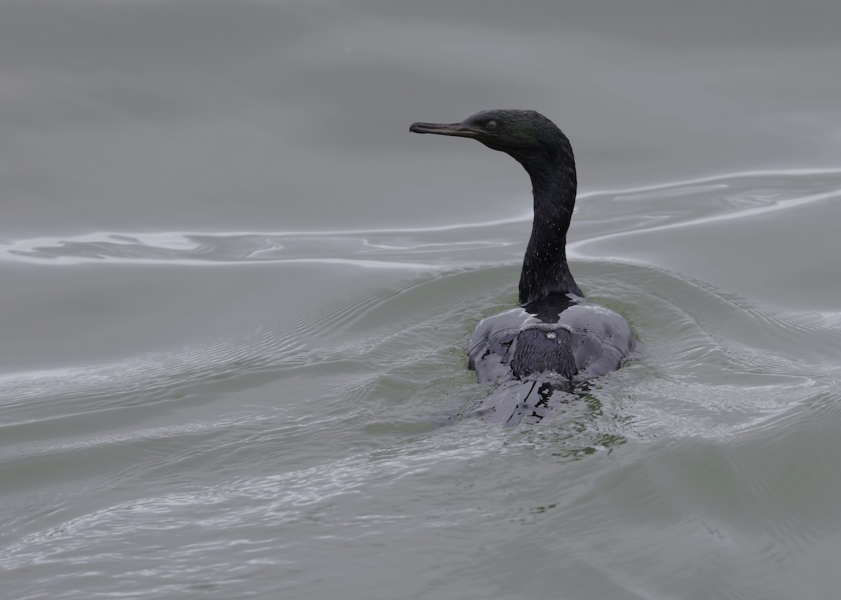 kormorán tichomořský - ML644596443