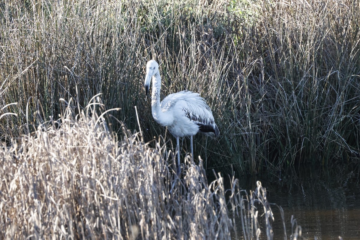 Розовый фламинго - ML644596456