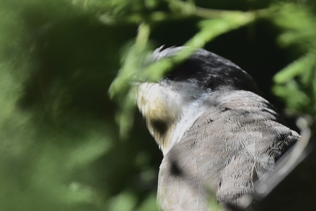 Галапагосская пиайя - ML644596457