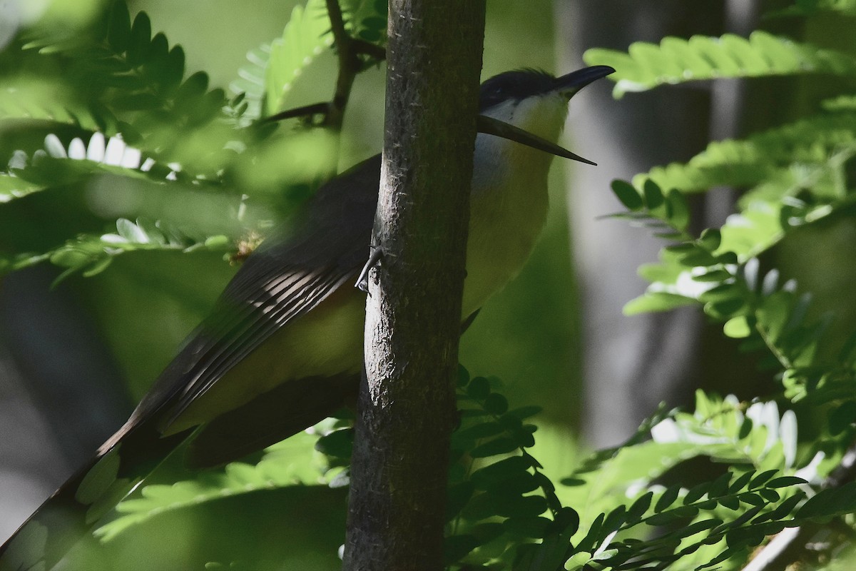 Галапагосская пиайя - ML644596458